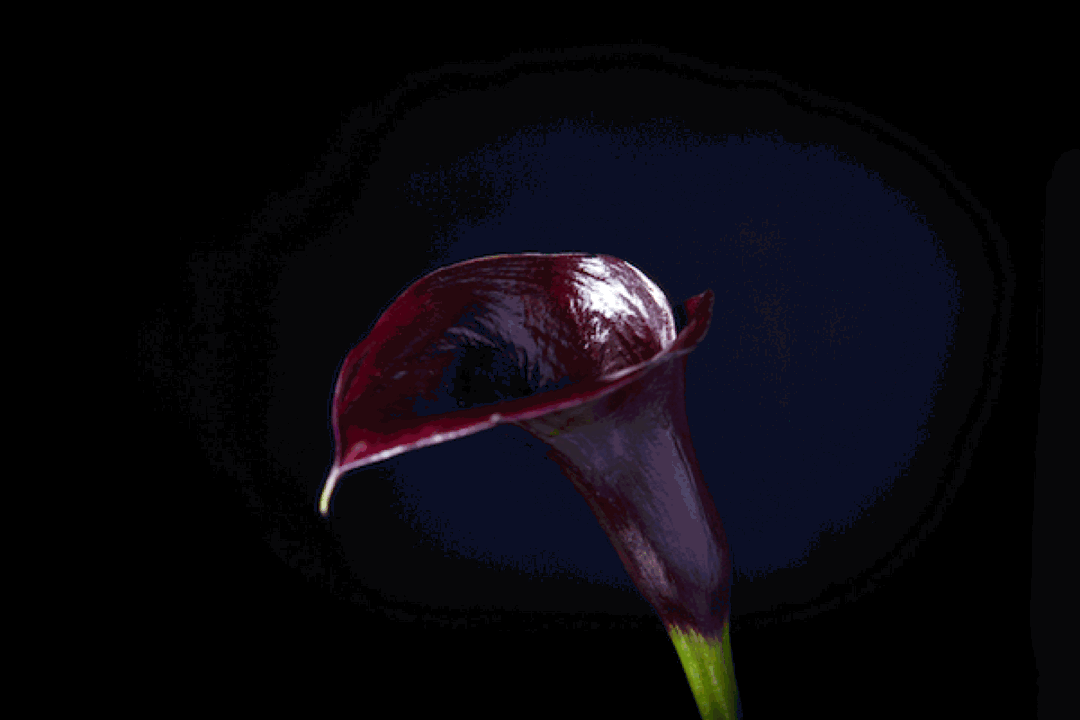 BP_colourchanging_lily-1.gif