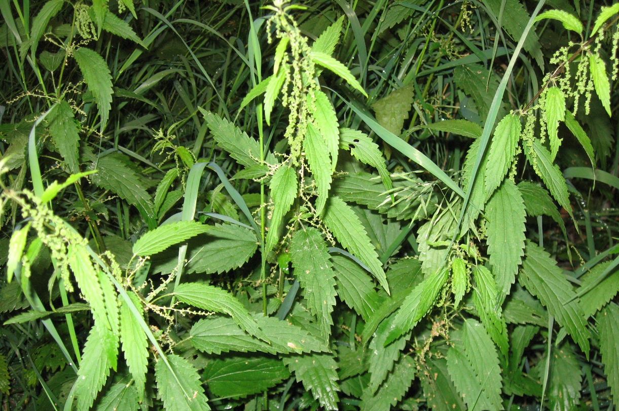 Stinging_nettle_plants.jpeg