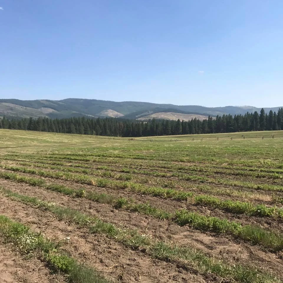 We traveled around steep mountainside roads to get up to this beautiful farm in Idaho. Young Living’s St. Marie’s farm is on Native American reservation land and upholds ancient native stewardship practices. Our visit was after harvest so the fields were not displaying their full splendor. Nonetheless, the scenery was incredible and I could have stayed there enjoying the tranquility for days.