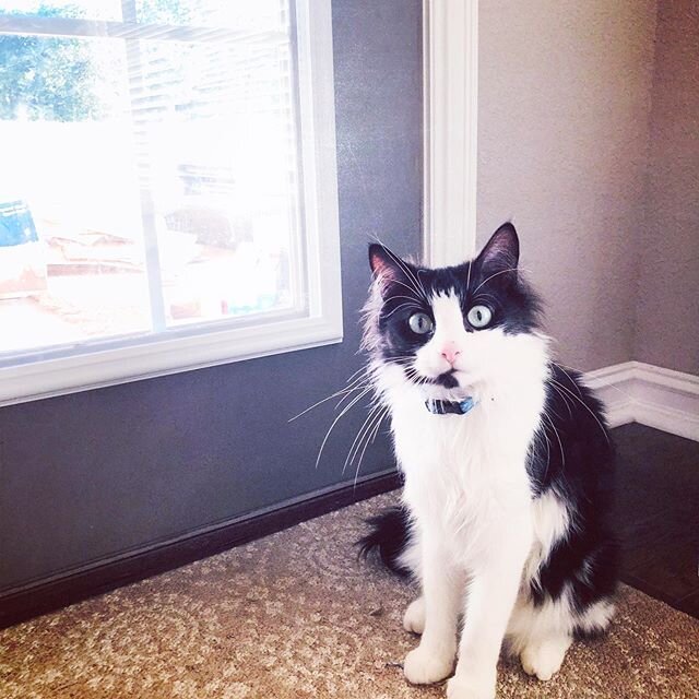 &ldquo;Um, why does the dog get to go outside but I don&rsquo;t?&rdquo; .
.
.
#catsofinsta #tuxedocats #rawfedcats #holisticcats #speciesappropriate #catlife