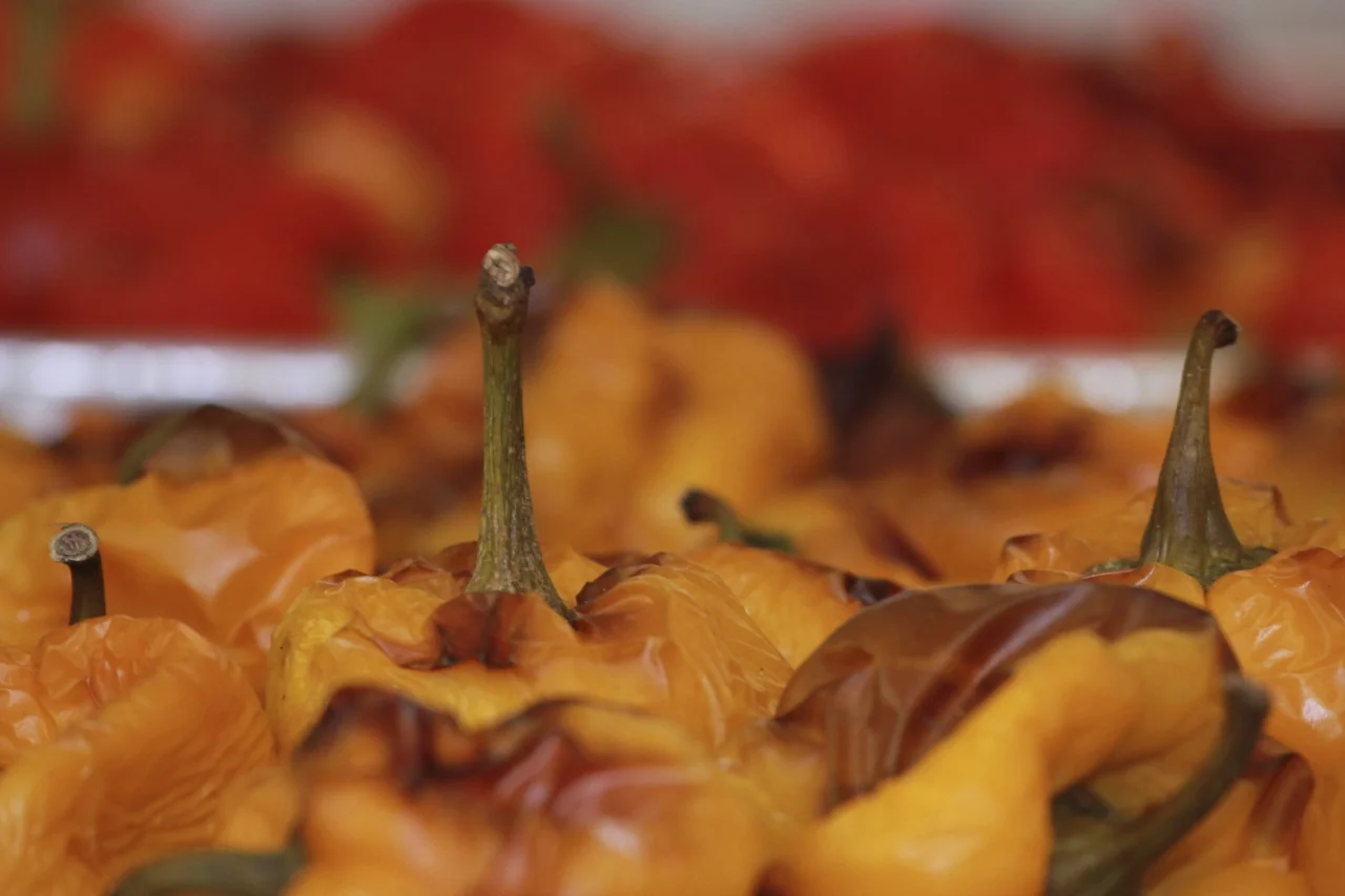 Pambiche All - 409.jpg