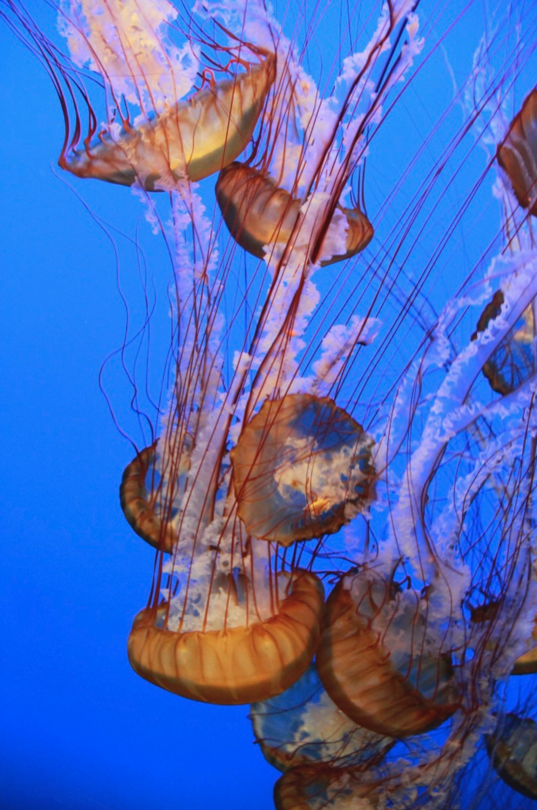 Screen Shot 2017-09-07 at 2.31.43 AM.png