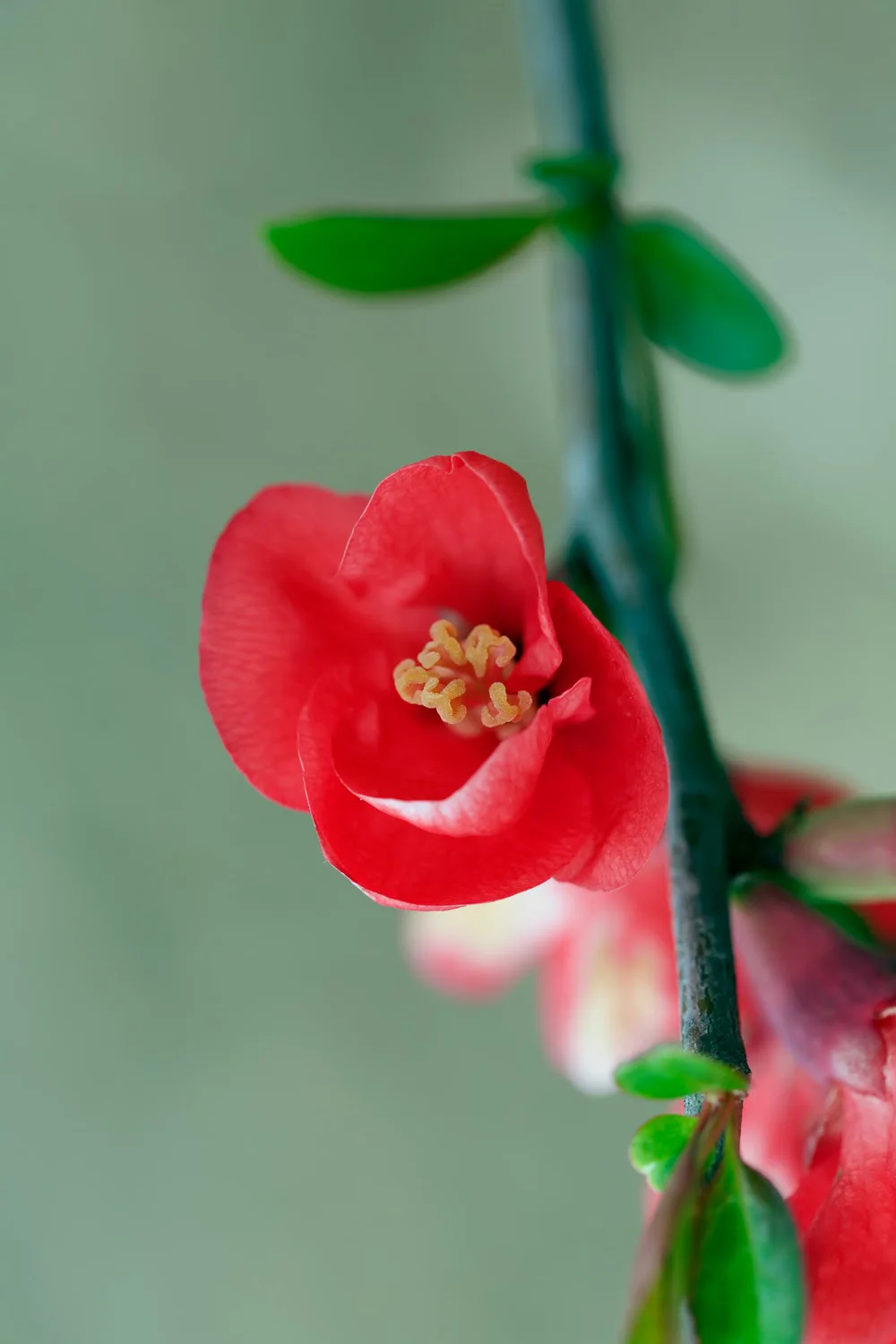 red-flower1500.jpg