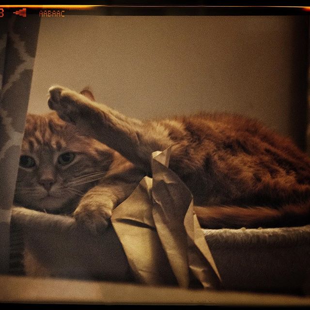 Gingerly Oglethorpe (Fujifilm X-H1) #fujifilmXH1 #fujifilmxseries #XH1 #fujifilm_xseries  #fujiXH1 @fujifilm_global #gingercatsrule #gingercats #gingercataofinstagram #cat #cats #catsofinstagram