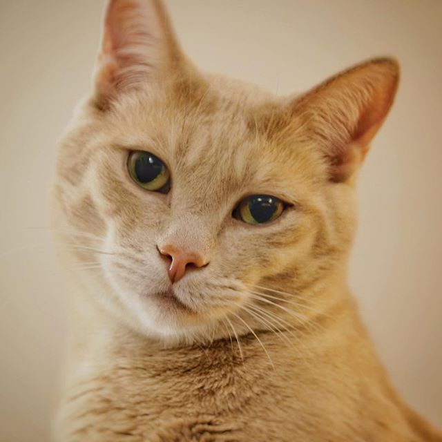 Seamus McGillicudy (Fujifilm X-H1) #fujifilmXH1 #fujifilmxseries #XH1 #fujifilm_xseries  #fujiXH1 @fujifilm_global #fujinon18135mm #cats #cat #catphotography #catsofinstagram #catsoftheweek #catsoftheworld #catsoftheday #gingercats #gingercatapprecia