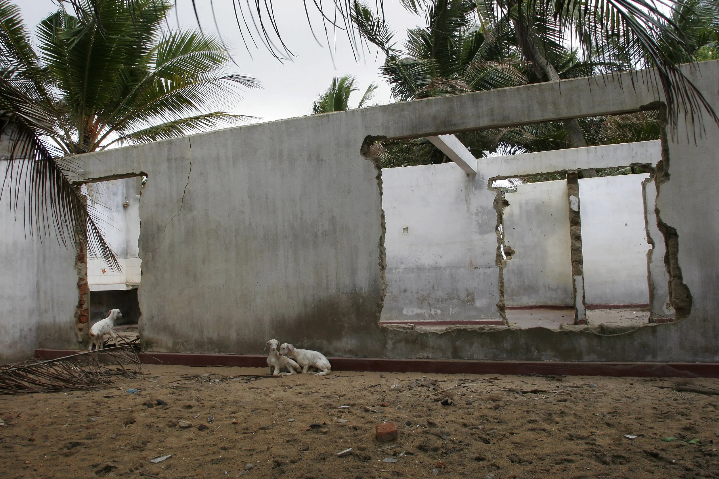 K-Baby Goats & Holes.jpg