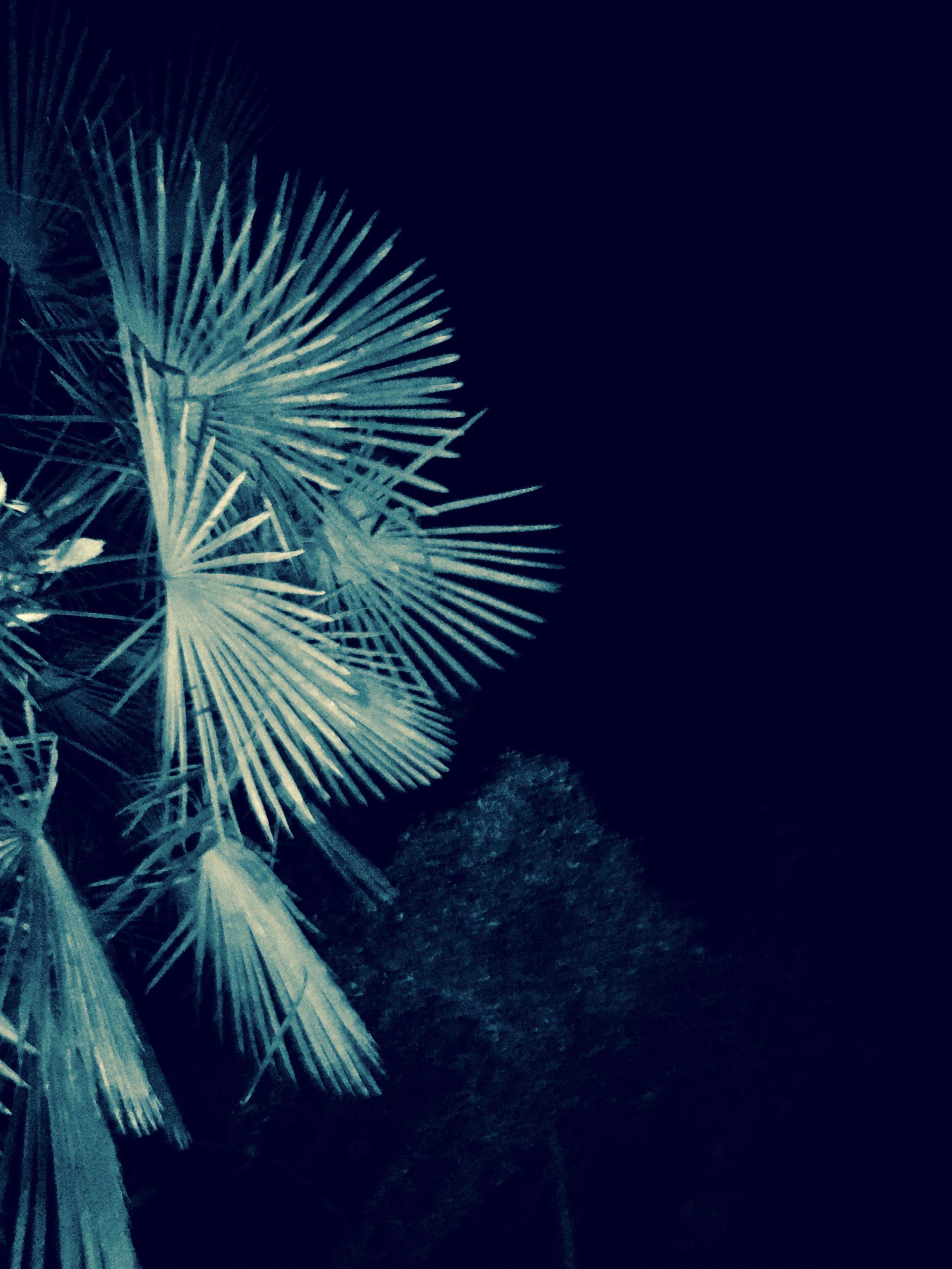 palm tree in my backyard lit by the hot tub.