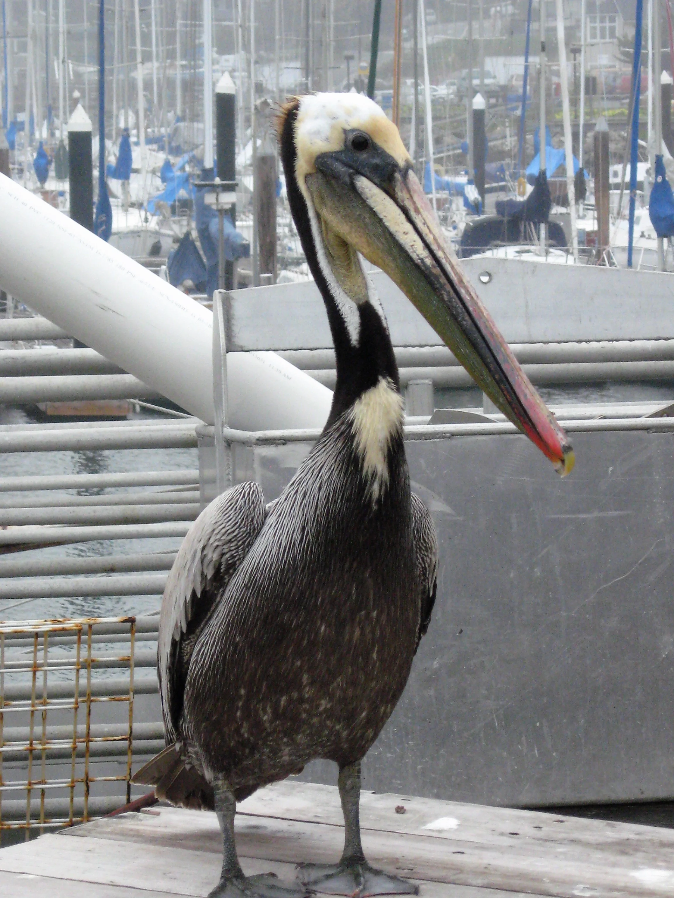 A Peculiar Bird is the Pelican, His Beak Can Hold More Than His Belly Can!