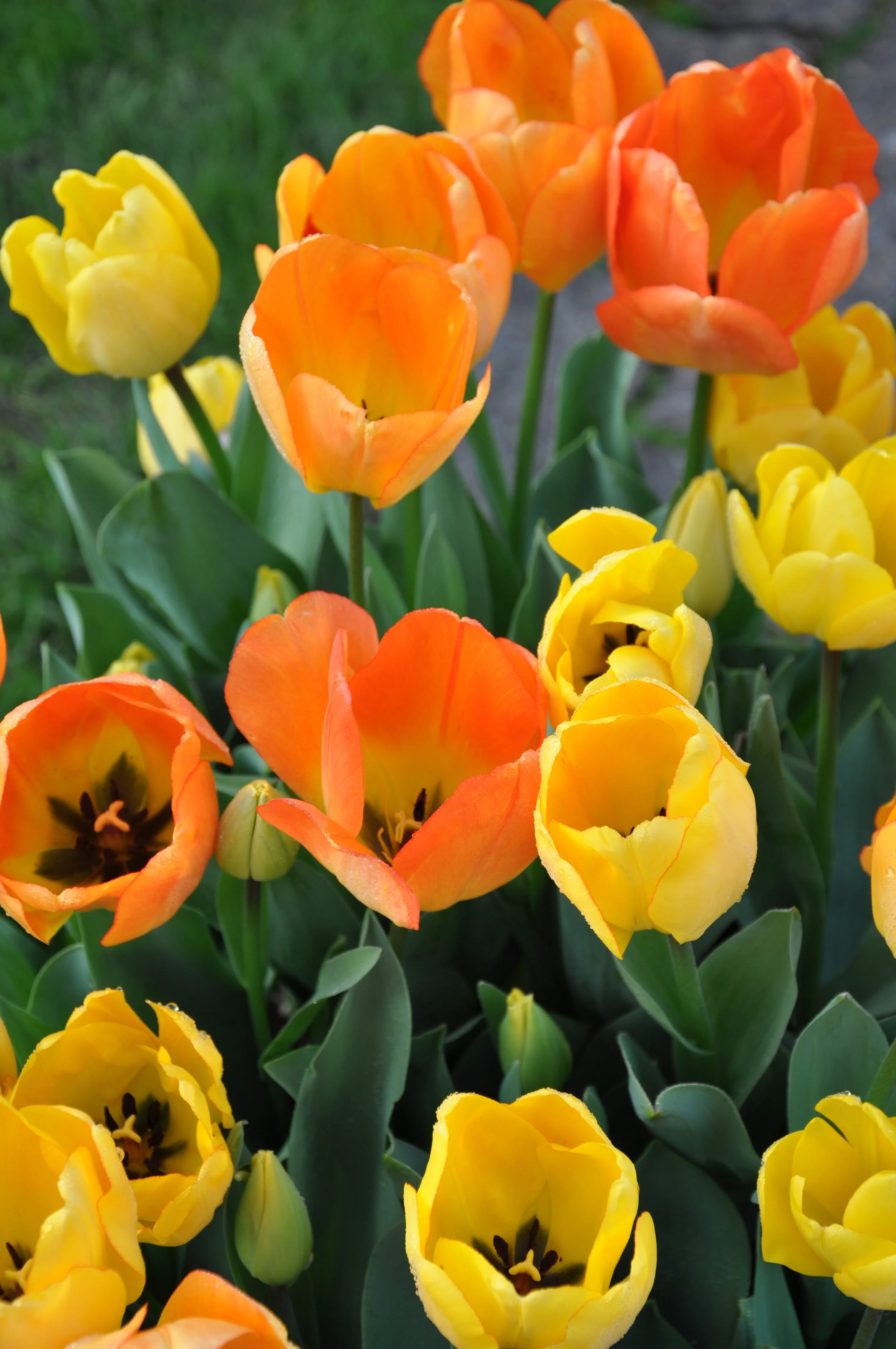 Tip Toe Through the Tulips 