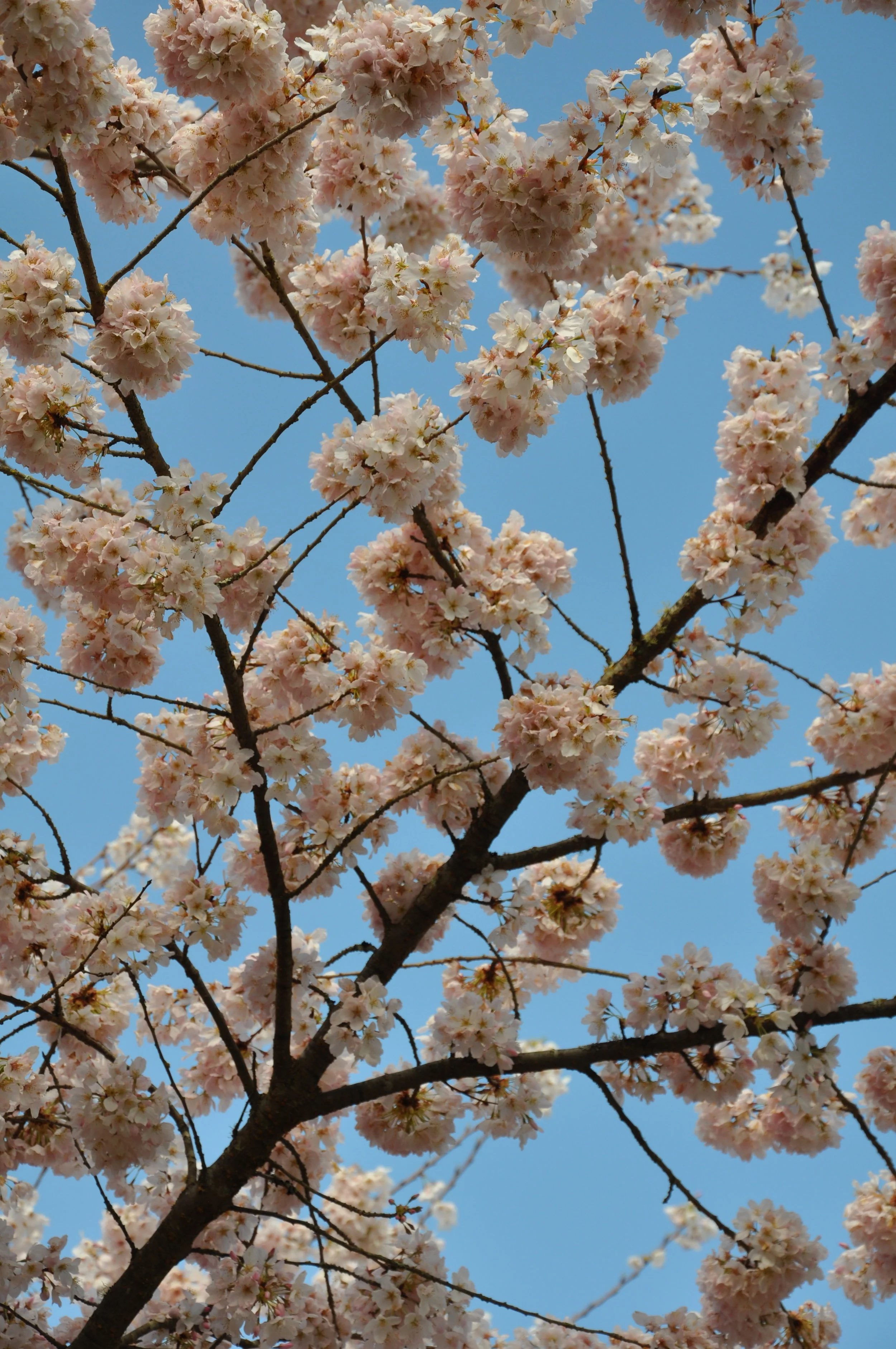 Cherry Blossoms