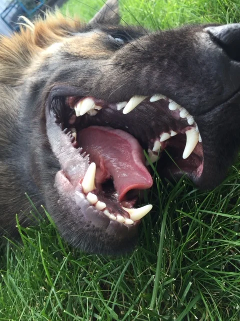 I'll Huff and I'll Puff and I'll Blow Your House Down!