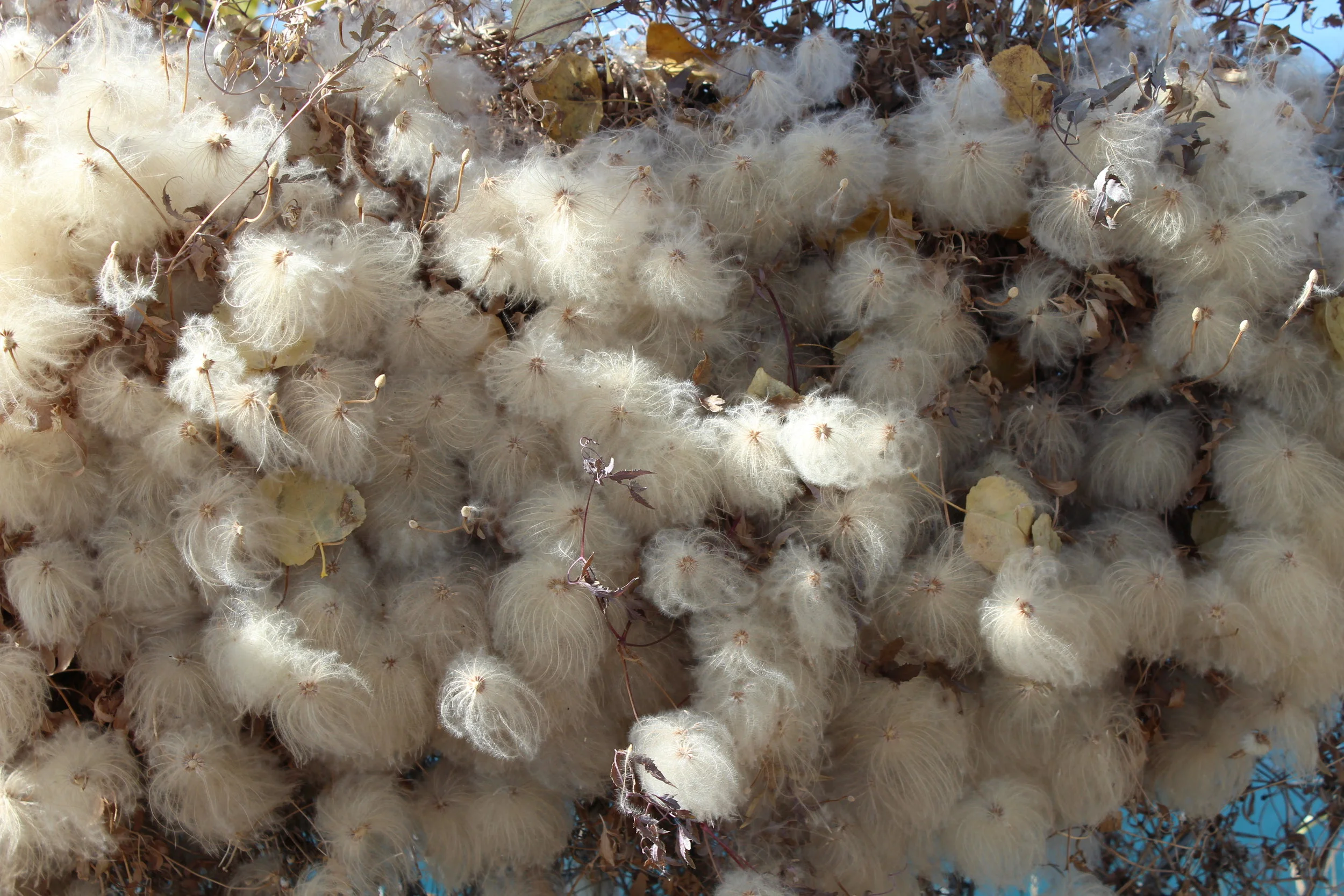 Unconventional Cotton Balls