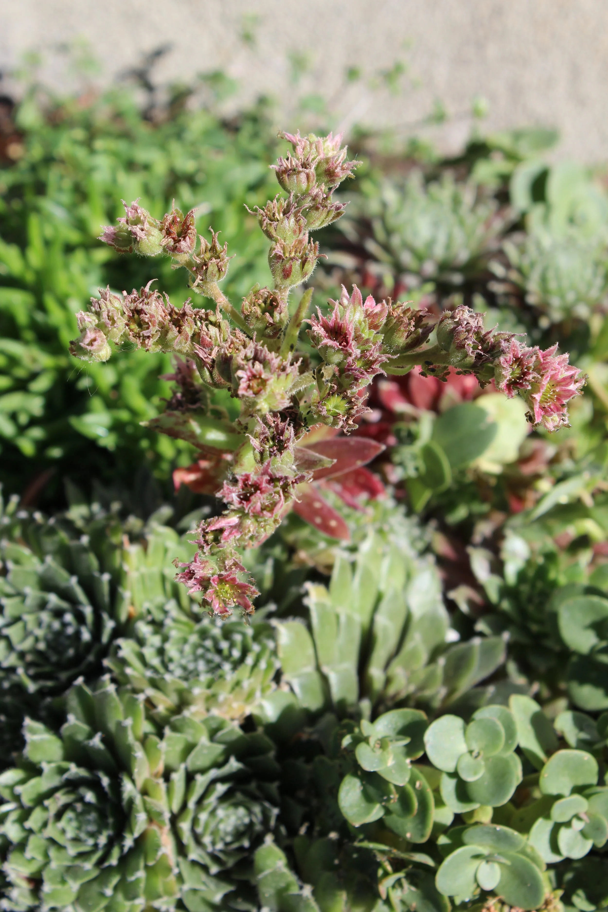 Eye Spy with My Little Eye, Something that is Pink!