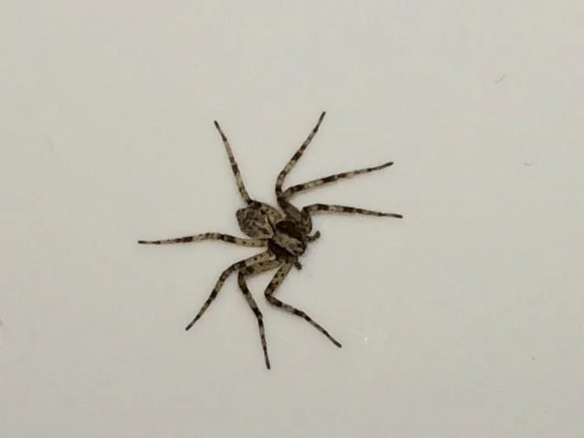 A Visitor In My Sink