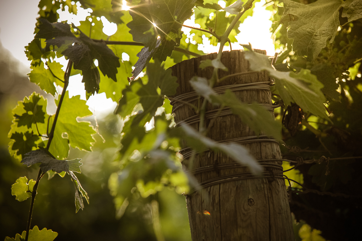 10_CREELSTUDIO_SINEGAL_RESIZED-4421-2.jpg
