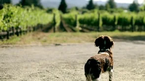 Sinegal Estate Winery (Copy)