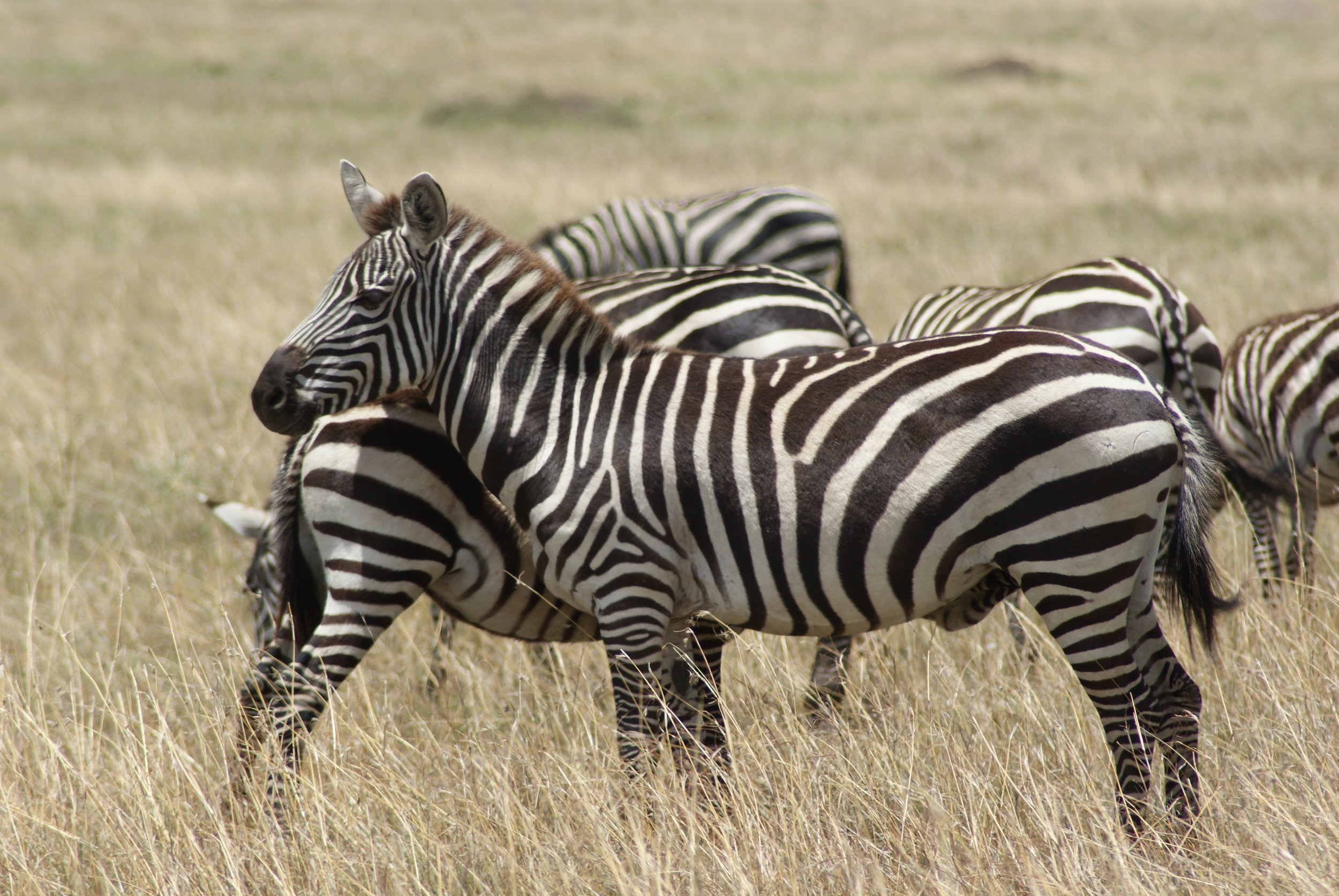 joylove-kenya2016-13.jpg