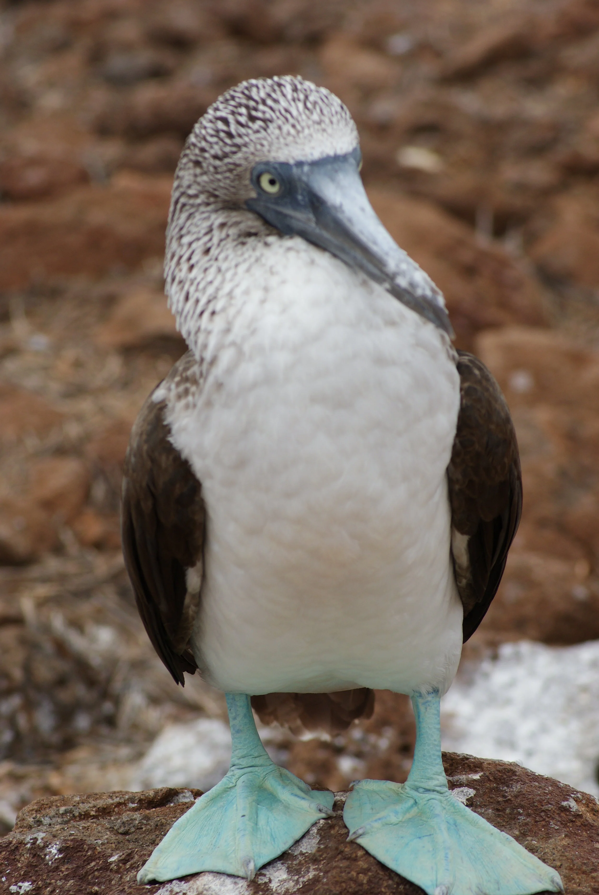 joylove-galapagos2013-9.jpg