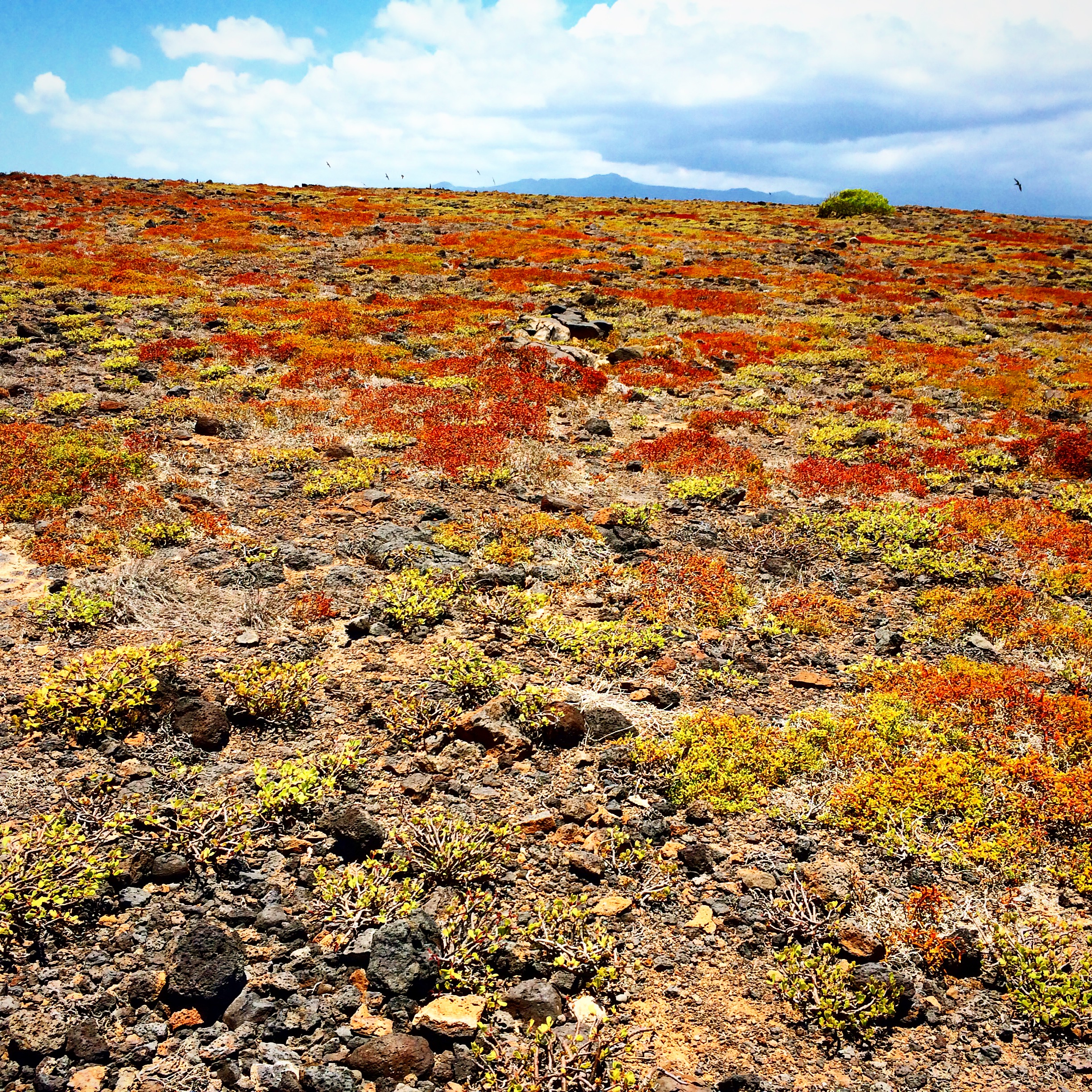 joylove-galapagos2015-6.jpg