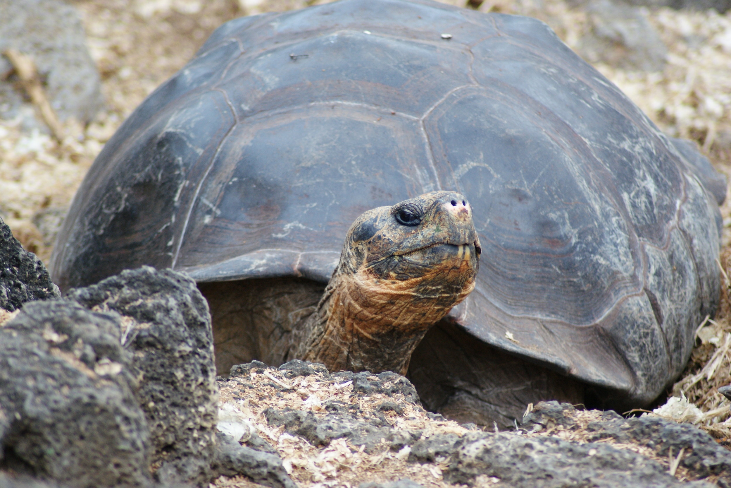 joylove-galapagos2013-2.jpg