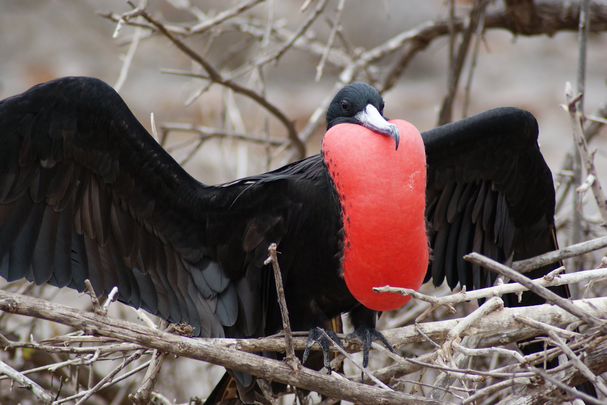 joylove-galapagos2013-5.jpg