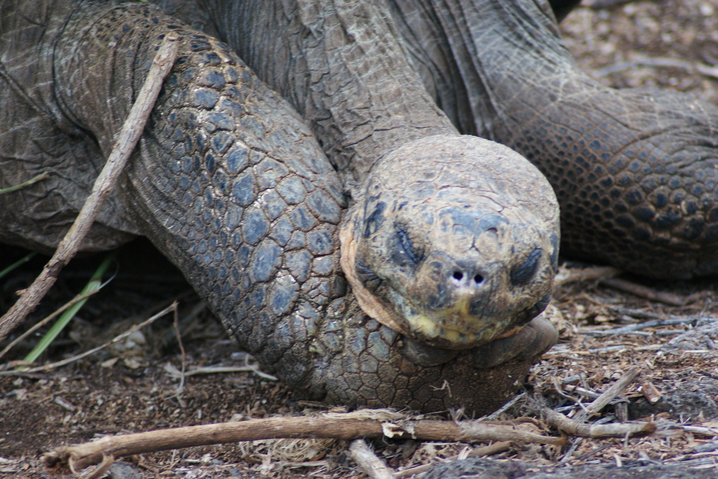 joylove-galapagos2013-7.jpg