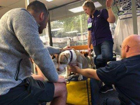 Dr. Sara Holloway received her Chiropractic License from Parker University Animal Chiropractic Program, and she was invited to join the instructor team this year.