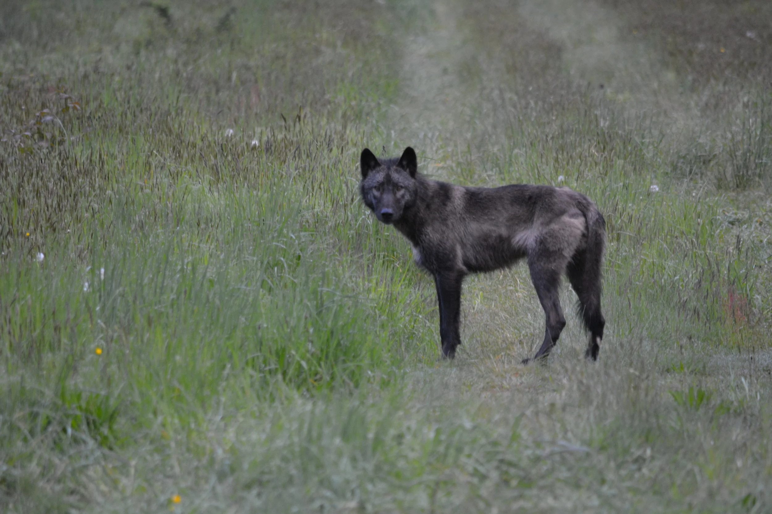 EPISODE 5: THERE'S SOMETHING ABOUT THE WOLF