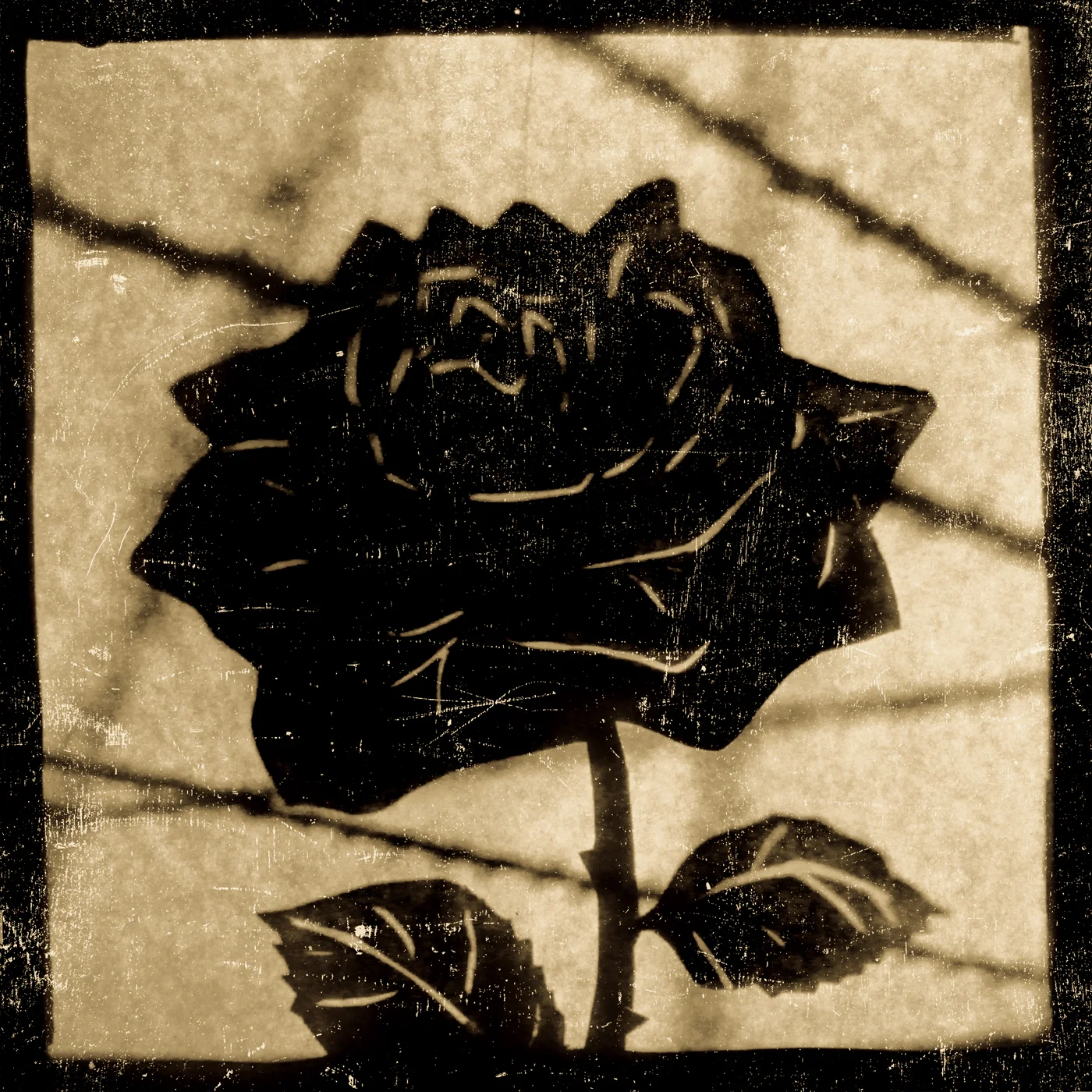 blackrose.jpg