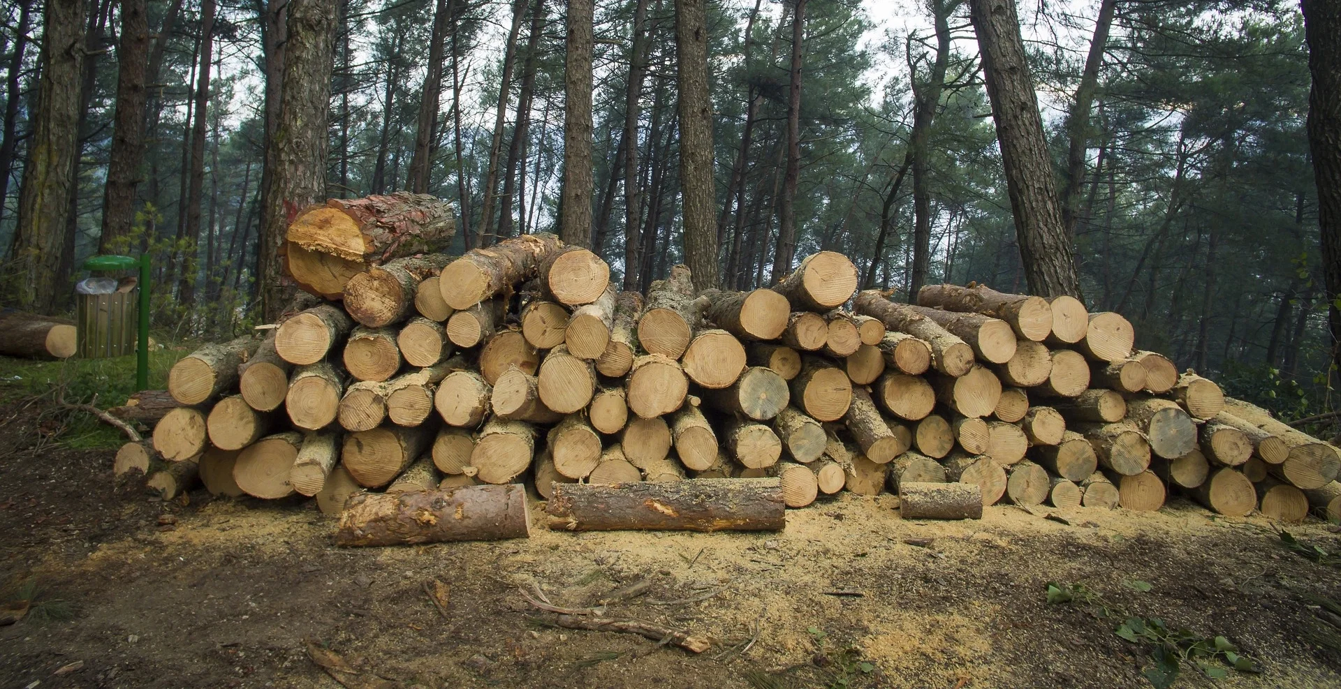 forest-2088981_1920.jpg