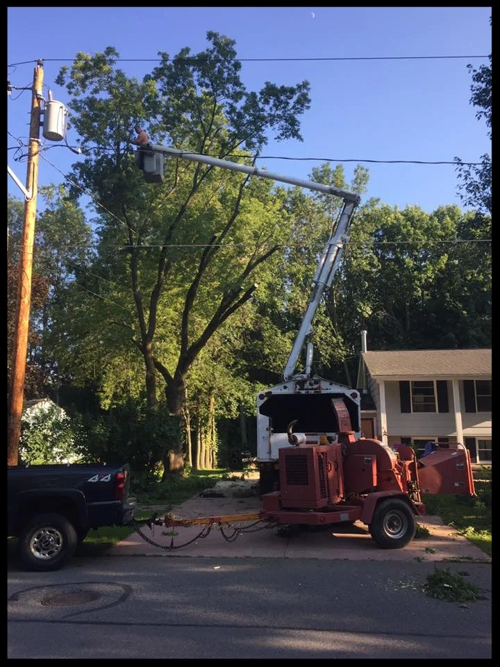 High tree in power lines.jpg