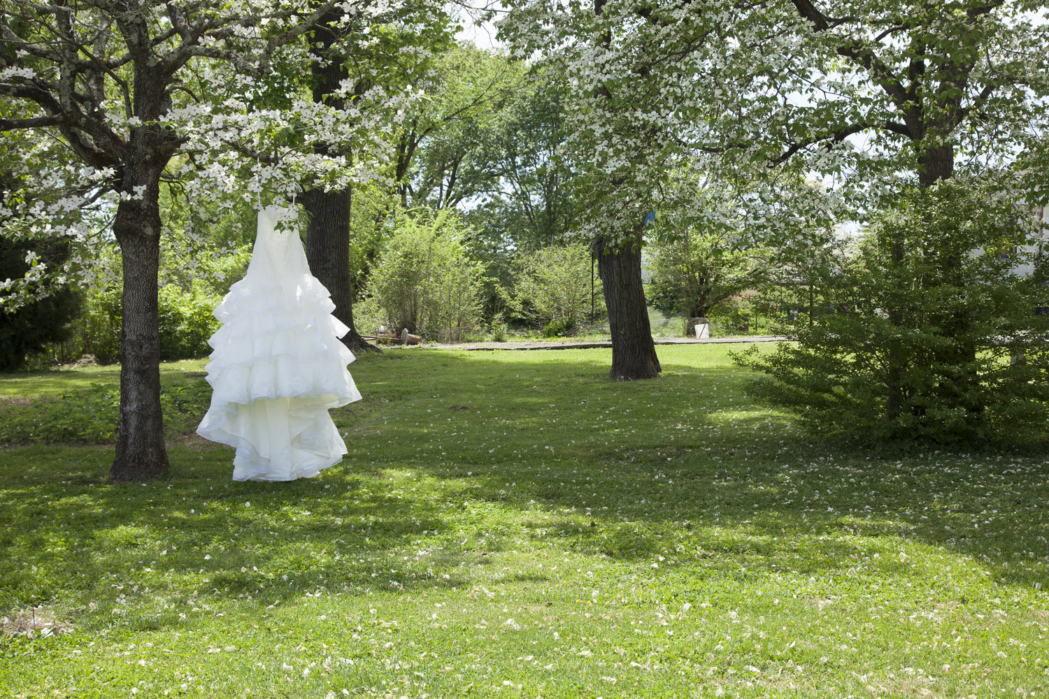 Wedding+Dress+hanging+in+Dogwood+Trees.jpeg