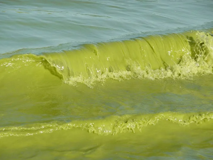 This year's poison bacteria bloom covered ten per cent of Lake Erie