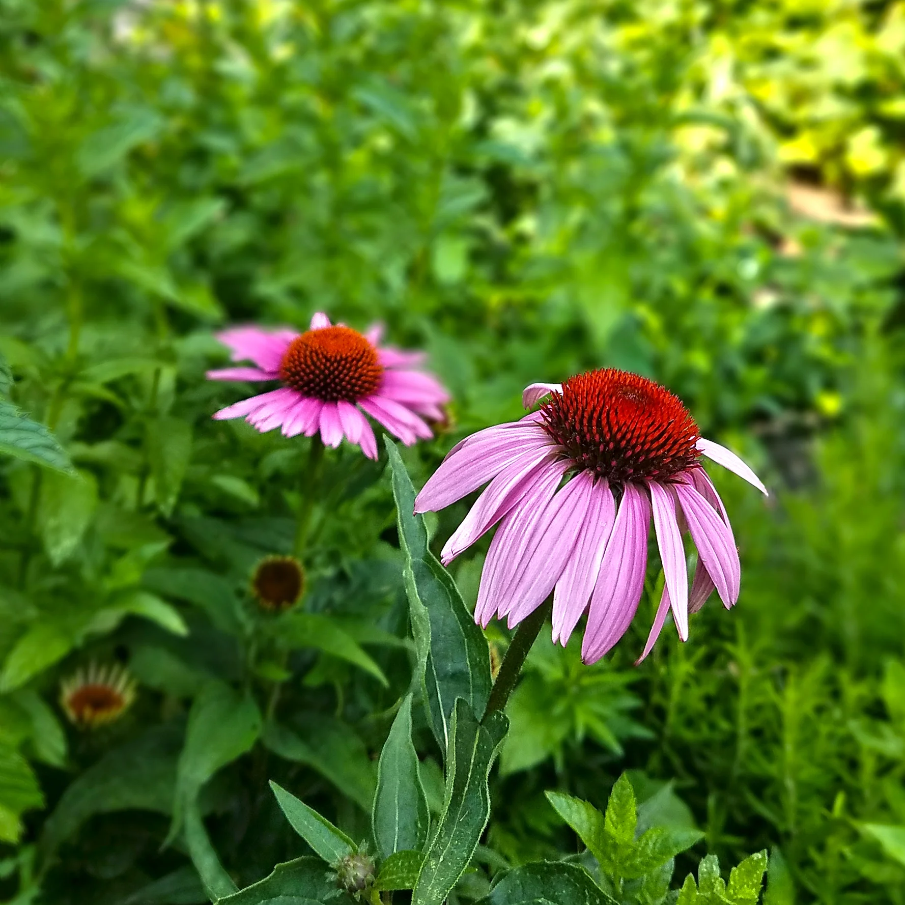 1303_Garden03.jpg