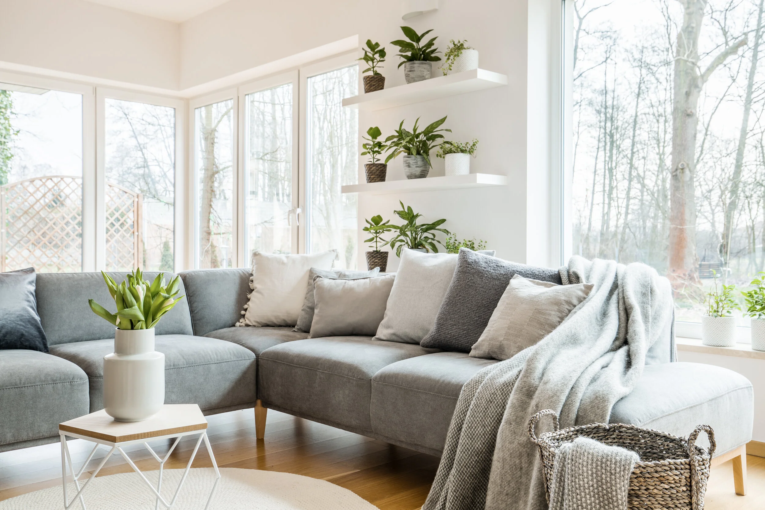 Grey-corner-couch-with-pillows-and-blankets-in-white-living-room-interior-with-windows-and-glass-door-and-fresh-tulips-on-end-table-951950894_5757x3837.jpeg