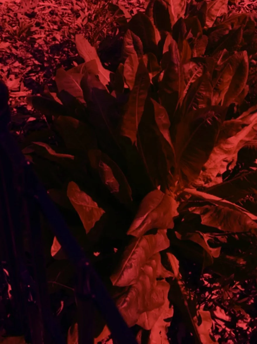 Accountability Ritual (Yahweh)