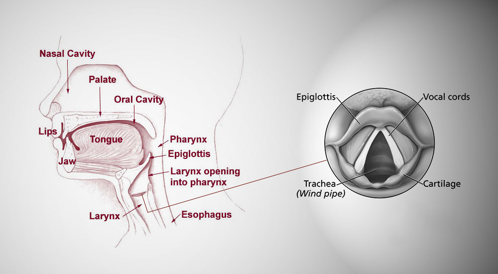 Geekswipe-Why-Does-Inhaling-Helium-Turn-Human-Voice-Funny-vocal-folds-Res-2.jpeg