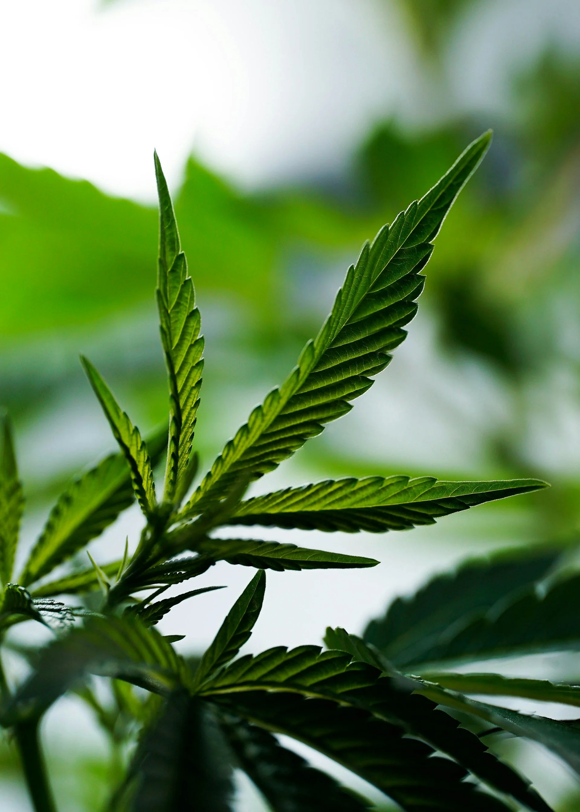 Legislative Alert: HB 801 (Sale of THC-infused Beverages)