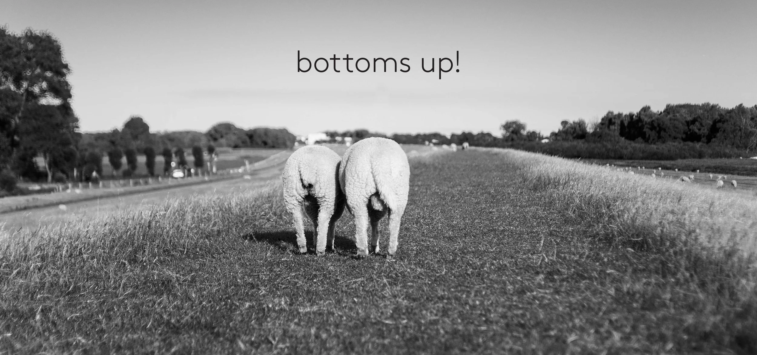 sheepbums.jpg