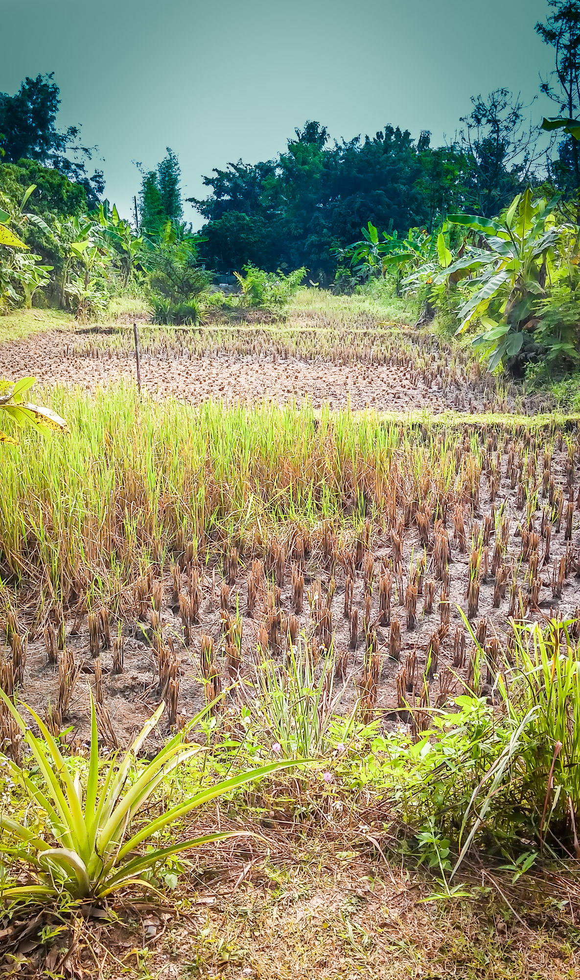 Rice Field Pic.jpg