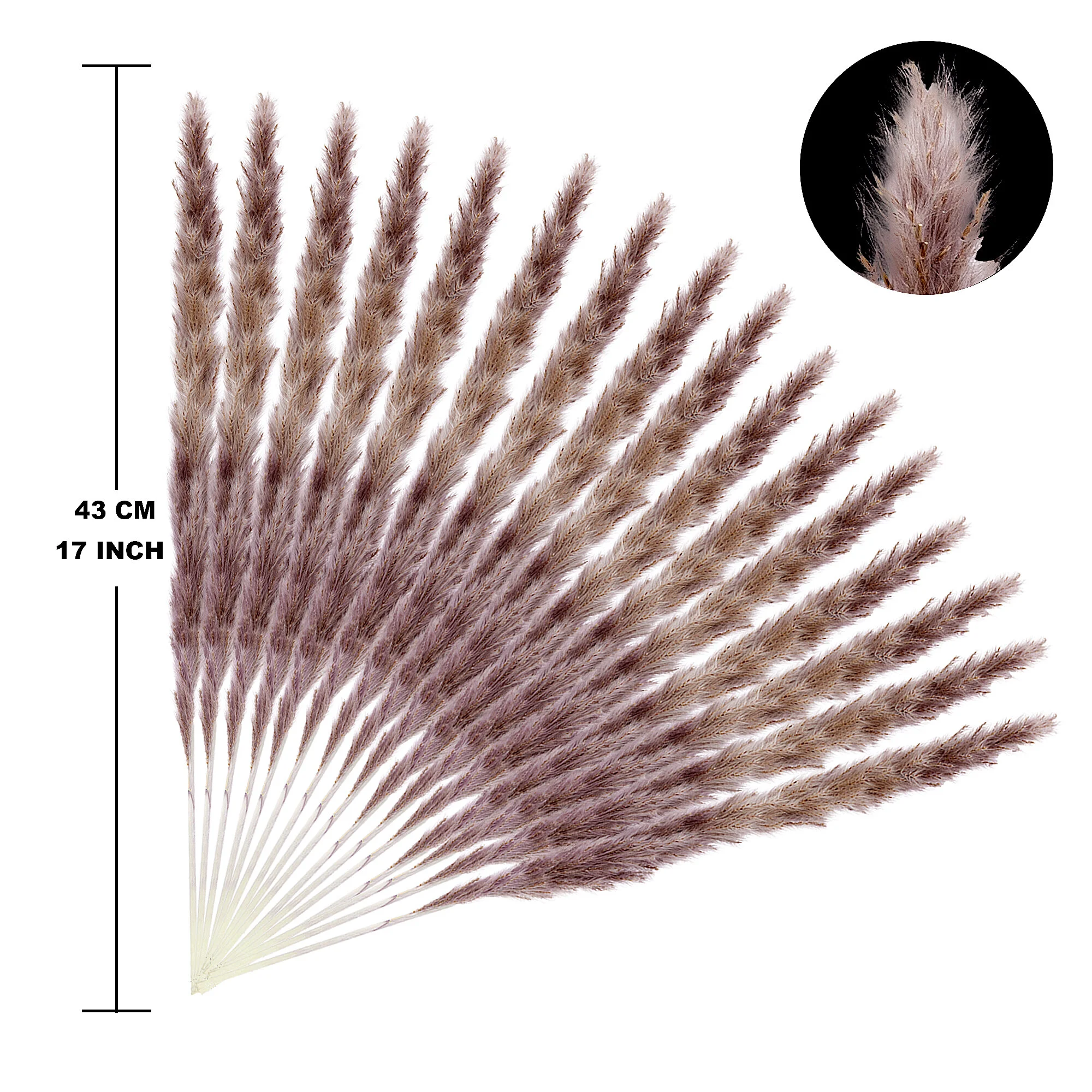 Brown Pampas Grass8.jpg