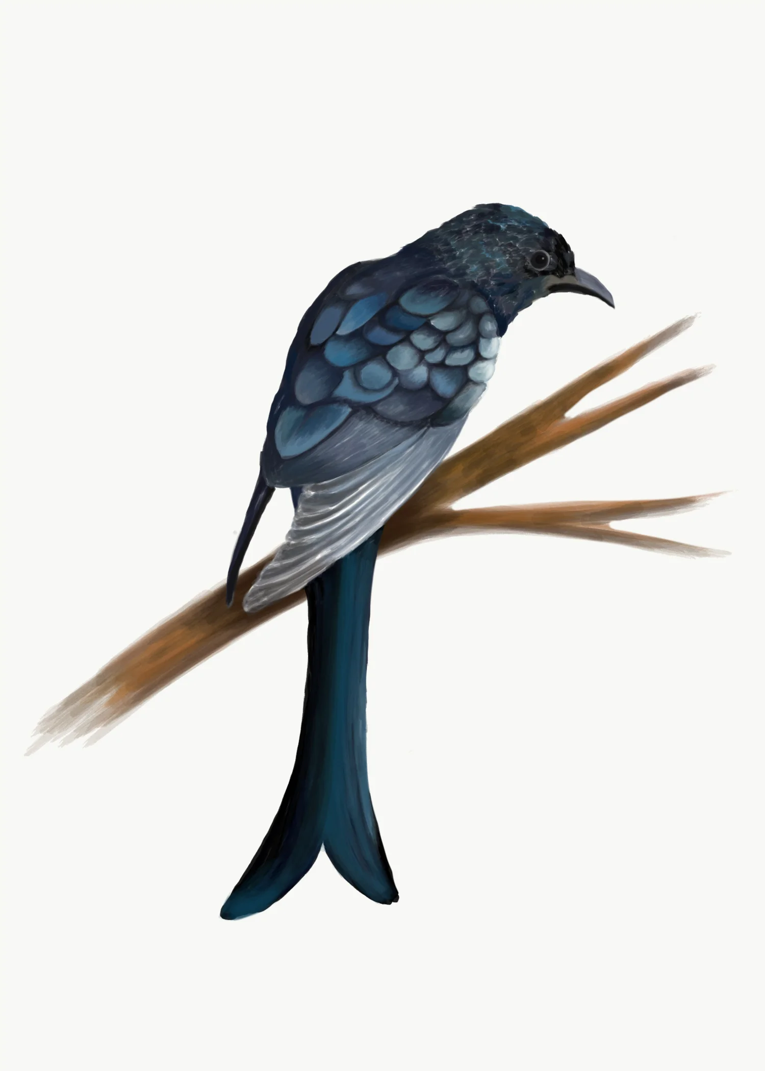 forktailed drongo.jpg