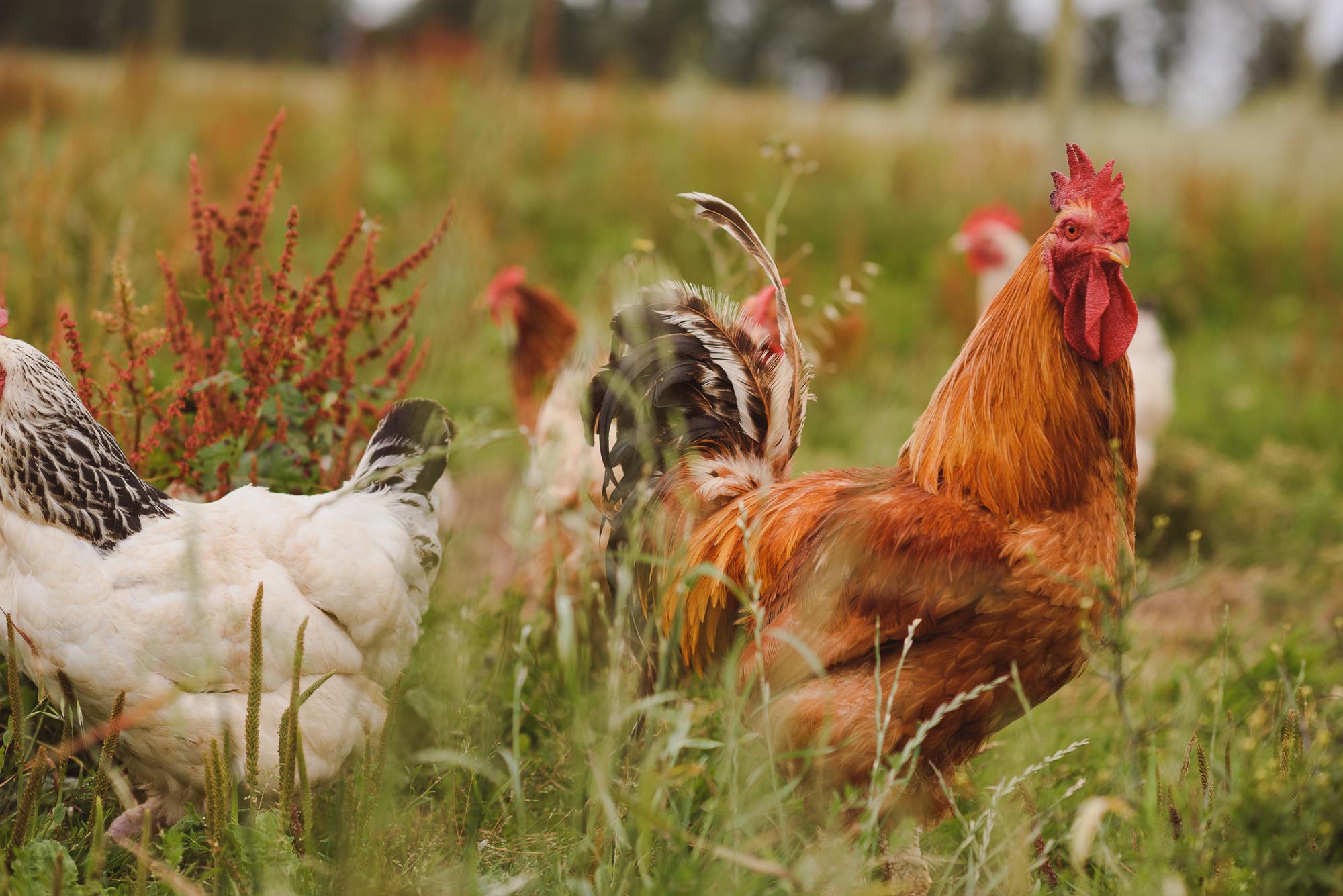 Hens at Huntstile Organic Farm