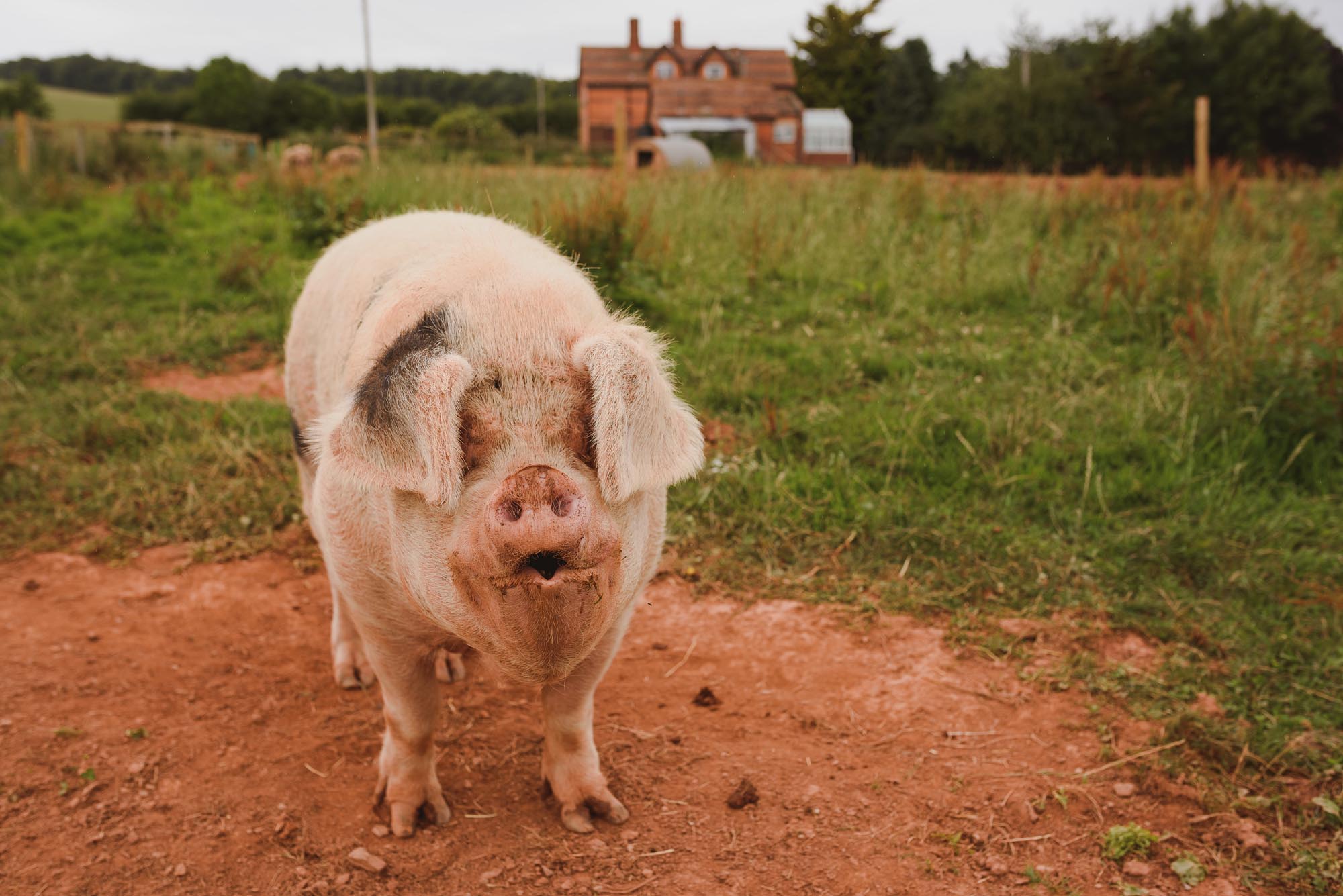 Huntstile Organic Farm Pig