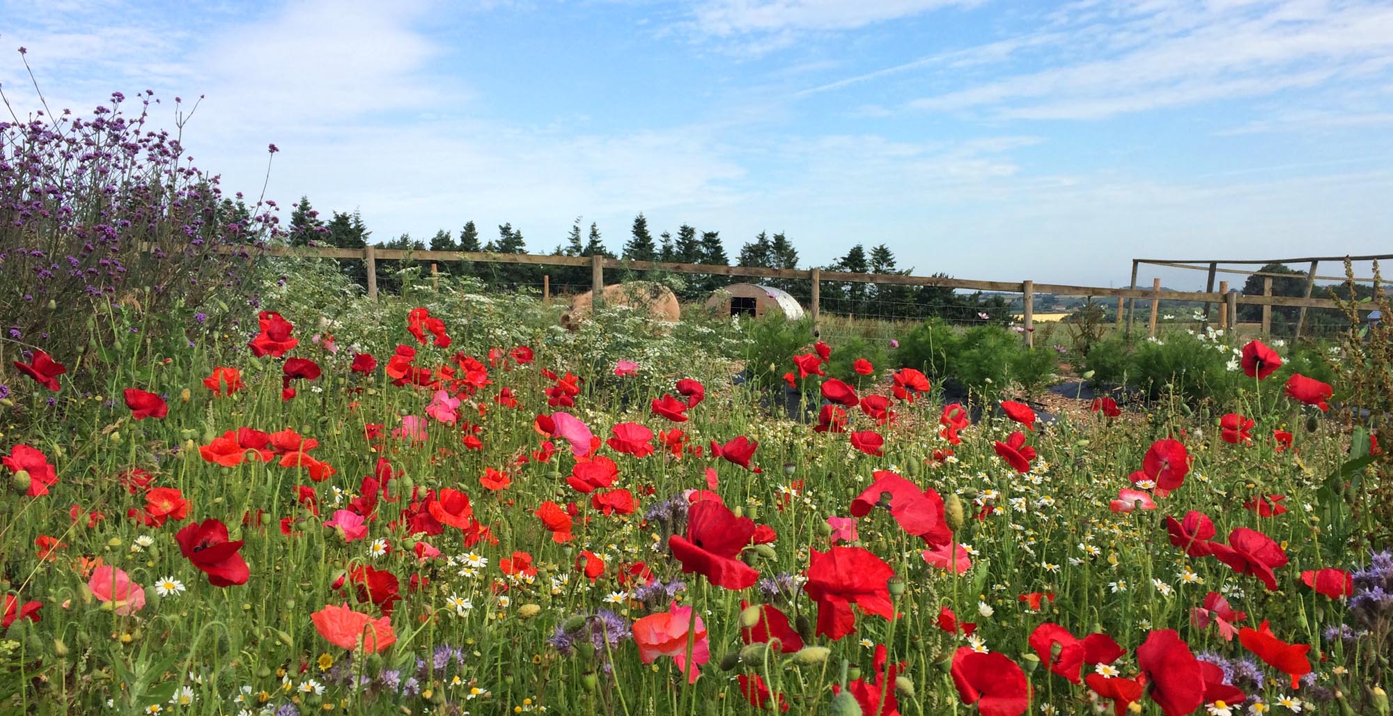 Poppies at Huntstile Organic Farm