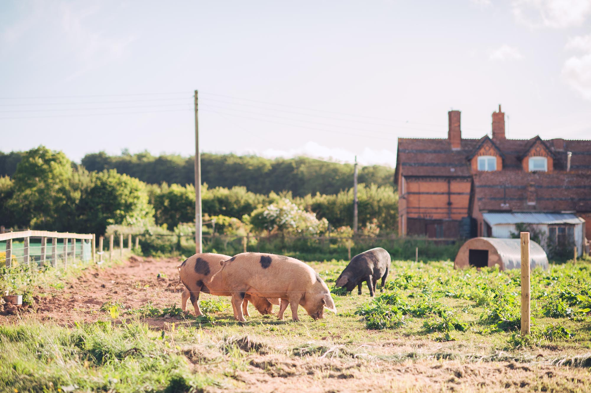 Nicola & Richard Wedding at Huntstile Farm - Pigs