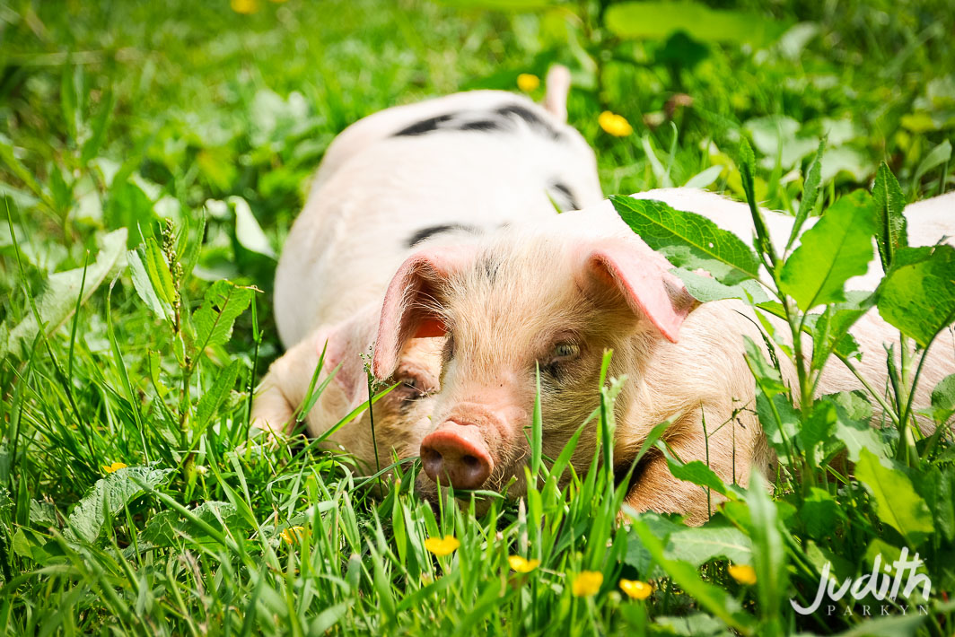 Huntstile Farm Open Day Pigs