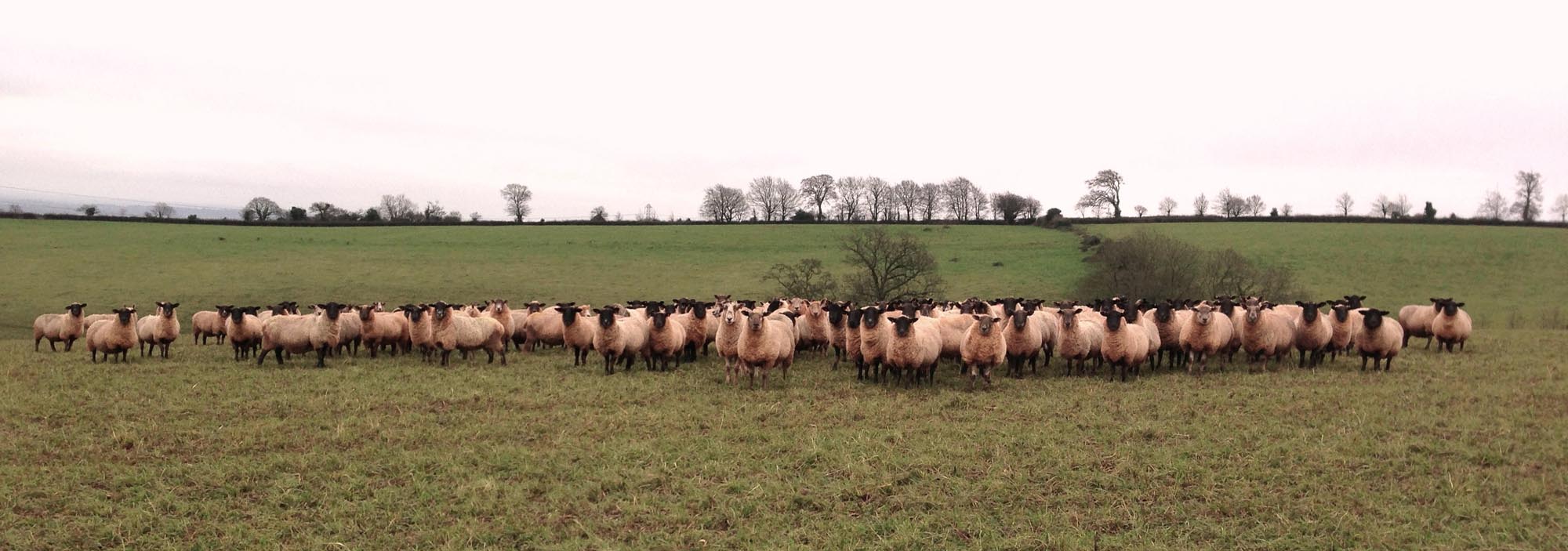 Sheep at Huntstile Organic Farm