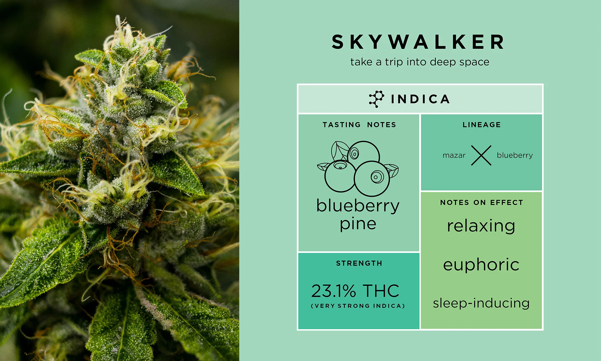 THC DESIGN — Edgar Rios: Graphic Designer, Illustrator & Problem Solver