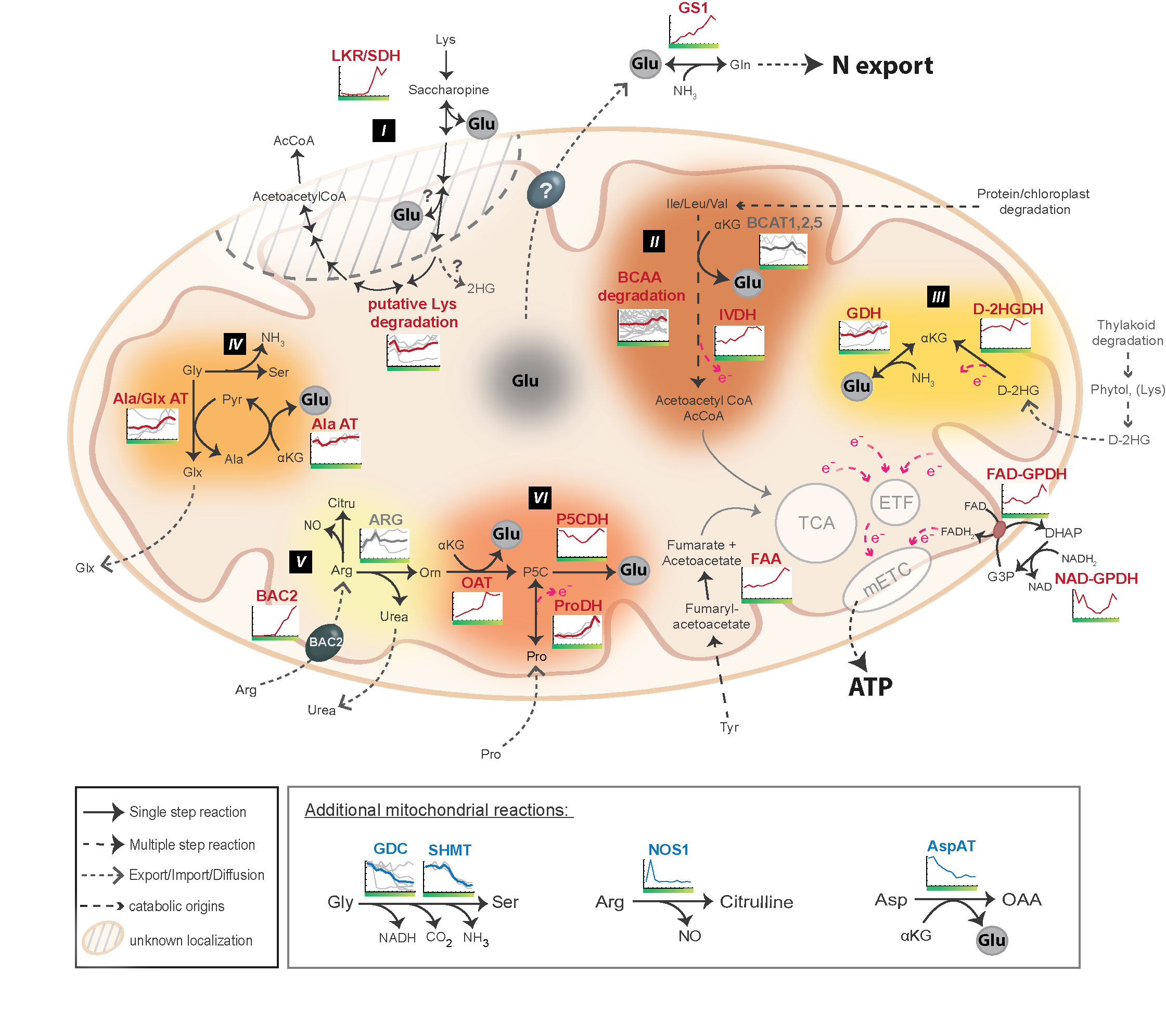 Mitochondria during Developmental Leaf Senescence